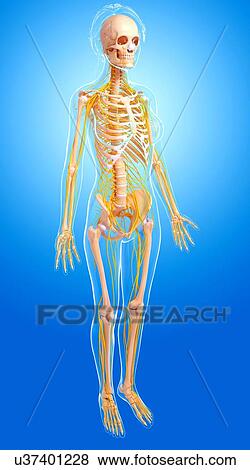 Female nervous system, artwork View Large Illustration Stock Illustration - Female nervous system, artwork. Fotosearch