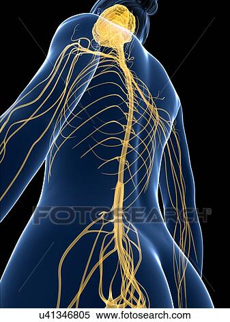 Female nervous system, artwork View Large Illustration Stock Illustration - Female nervous system, artwork. Fotosearch