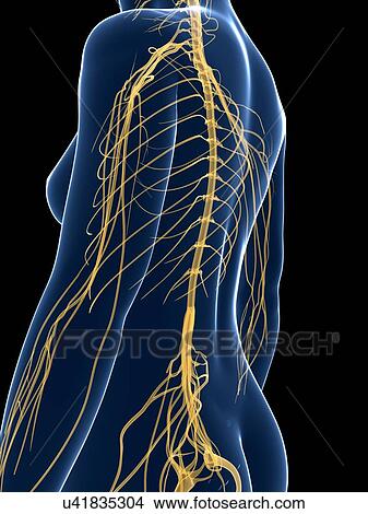 Stock Illustration - Female nervous system, artwork. Fotosearch
