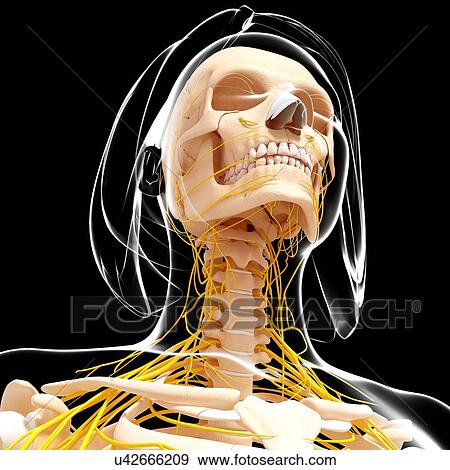 Female nervous system, artwork View Large Illustration Stock Illustration - Female nervous system, artwork. Fotosearch
