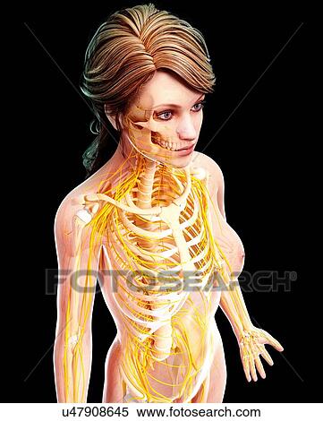 Female nervous system, artwork View Large Illustration Stock Illustration - Female nervous system, artwork. Fotosearch