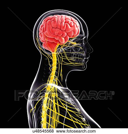 Female nervous system, artwork View Large Illustration Stock Illustration - Female nervous system, artwork. Fotosearch