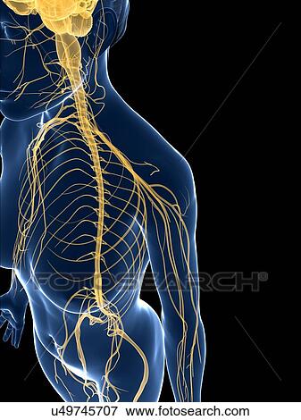 Female nervous system, artwork View Large Illustration Stock Illustration - Female nervous system, artwork. Fotosearch