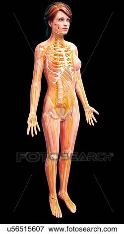 Female nervous system, artwork View Large Illustration Stock Illustration - Female nervous system, artwork. Fotosearch