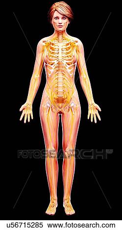 Stock Illustration - Female nervous system, artwork. Fotosearch