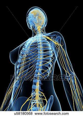 Female nervous system, artwork View Large Illustration Stock Illustration - Female nervous system, artwork. Fotosearch