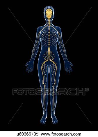 Female nervous system, artwork View Large Illustration Stock Illustration - Female nervous system, artwork. Fotosearch