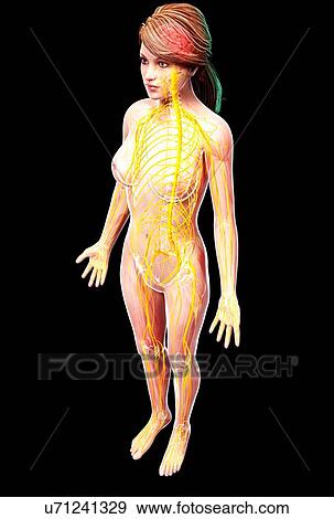 Female nervous system, artwork View Large Illustration Stock Illustration - Female nervous system, artwork. Fotosearch