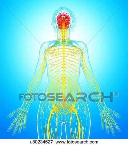 Female nervous system, artwork View Large Illustration Stock Illustration - Female nervous system, artwork. Fotosearch