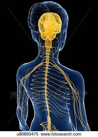 Female nervous system, artwork View Large Illustration Stock Illustration - Female nervous system, artwork. Fotosearch