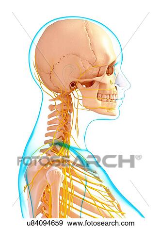 Stock Illustration - Female nervous system, artwork. Fotosearch