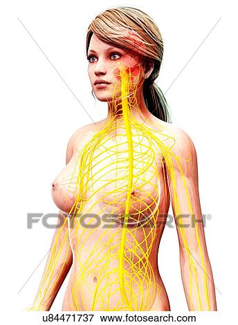 Stock Illustration - Female nervous system, artwork. Fotosearch
