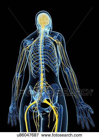 Stock Illustration - Female nervous system, artwork. Fotosearch