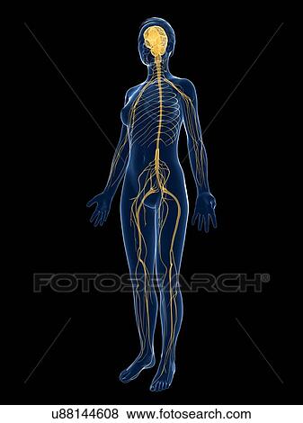 Female nervous system, artwork View Large Illustration Stock Illustration - Female nervous system, artwork. Fotosearch