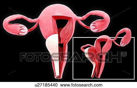 Female reproductive system, artwork View Large Illustration Clipart - Female reproductive system, artwork. Fotosearch