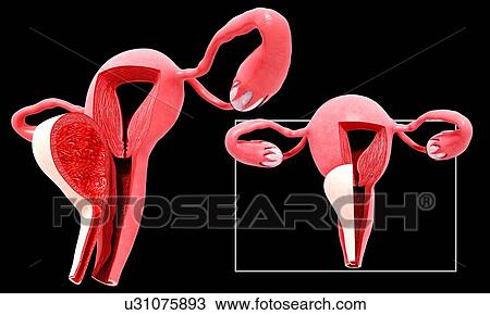Female reproductive system, artwork View Large Illustration Drawing - Female reproductive system, artwork. Fotosearch