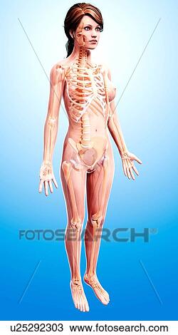 Female skeleton, artwork View Large Illustration Drawing - Female skeleton, artwork. Fotosearch