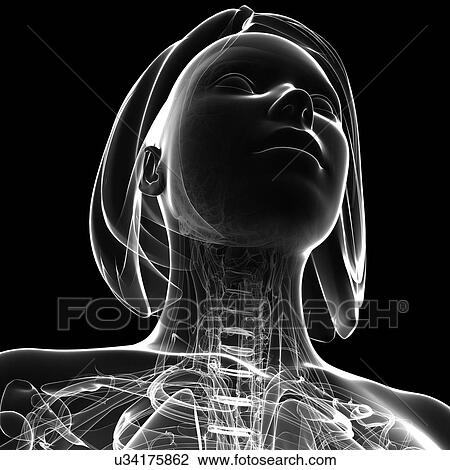 Female skeleton, artwork View Large Illustration Drawing - Female skeleton, artwork. Fotosearch