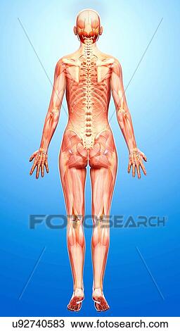 Drawing - Female skeleton, artwork. Fotosearch