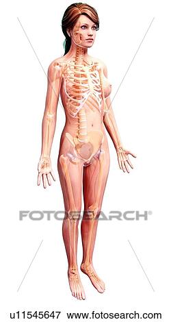 Stock Illustration - Female skeleton, artwork. Fotosearch
