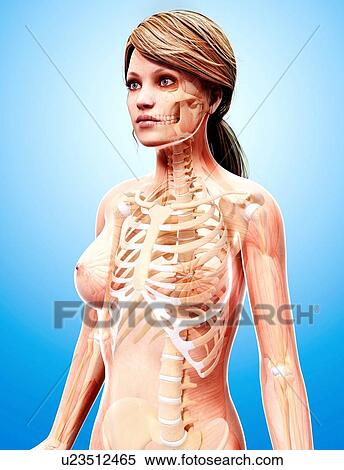 Stock Illustration - Female skeleton, artwork. Fotosearch