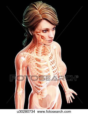 Female skeleton, artwork View Large Illustration Stock Illustration - Female skeleton, artwork. Fotosearch