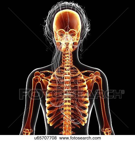 Stock Illustration - Female skeleton, artwork. Fotosearch