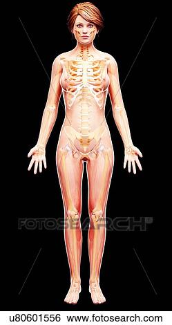 Female skeleton, artwork View Large Illustration Stock Illustration - Female skeleton, artwork. Fotosearch