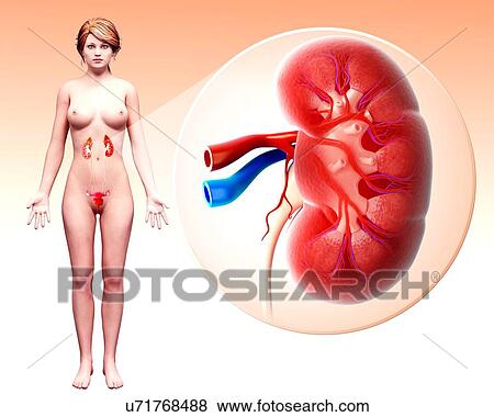 Stock Illustration - Female urinary system, artwork. Fotosearch