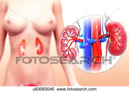 Stock Illustration - Female urinary system, artwork. Fotosearch