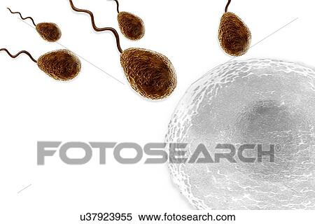 Fertilisation, artwork View Large Illustration Stock Illustration - Fertilisation, artwork. Fotosearch