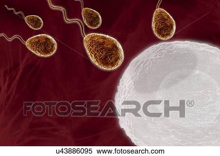 Fertilisation, artwork View Large Illustration Stock Illustration - Fertilisation, artwork. Fotosearch