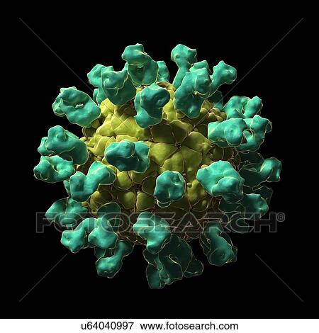 Foot and mouth disease virus, artwork View Large Illustration Stock Illustration - Foot and mouth disease virus, artwork. Fotosearch
