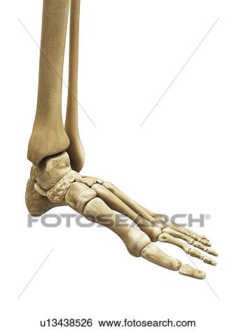 Foot bones, artwork View Large Illustration Stock Illustration - Foot bones, artwork. Fotosearch