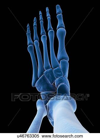 Stock Illustration - Foot bones, artwork. Fotosearch