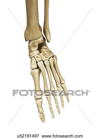 Stock Illustration - Foot bones, artwork. Fotosearch