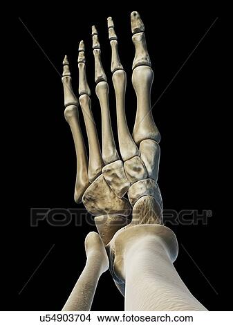Foot bones, artwork View Large Illustration Stock Illustration - Foot bones, artwork. Fotosearch