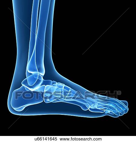 Stock Illustration - Foot bones, artwork. Fotosearch