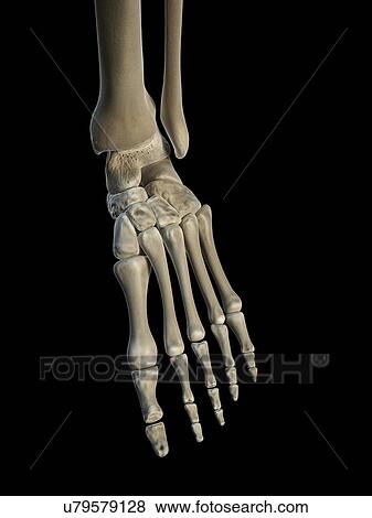 Stock Illustration - Foot bones, artwork. Fotosearch