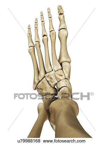 Foot bones, artwork View Large Illustration Stock Illustration - Foot bones, artwork. Fotosearch