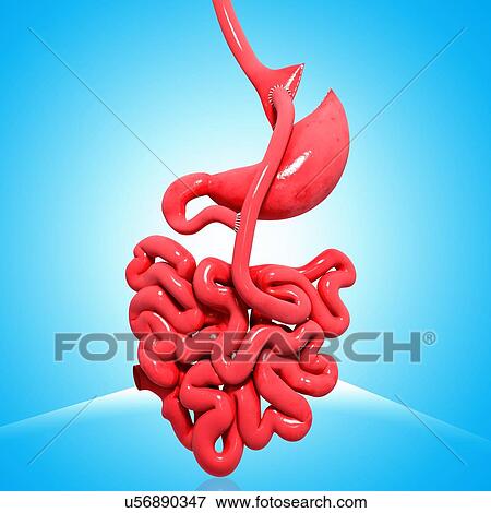 Stock Illustration - Gastric bypass, artwork. Fotosearch