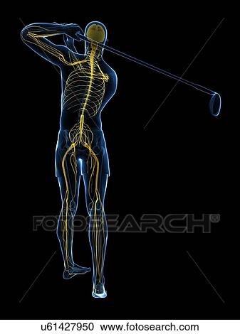 Clipart - Golf player, artwork. Fotosearch
