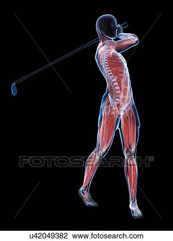 Golf player, artwork View Large Illustration Drawing - Golf player, artwork. Fotosearch