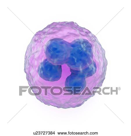 Stock Illustration - Granulocyte white blood cell, artwork. Fotosearch