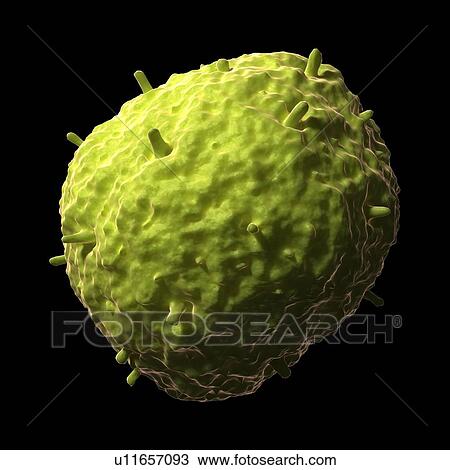 H1N1 influenza virus, artwork View Large Illustration Drawing - H1N1 influenza virus, artwork. Fotosearch