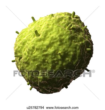 Stock Illustration - H1N1 influenza virus, artwork. Fotosearch