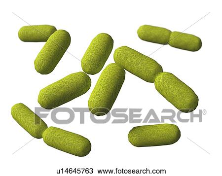 Drawing - Haemophilus, artwork. Fotosearch