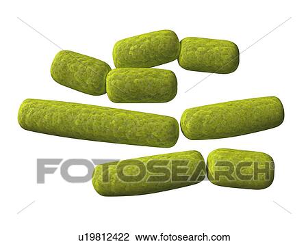 Drawing - Haemophilus, artwork. Fotosearch