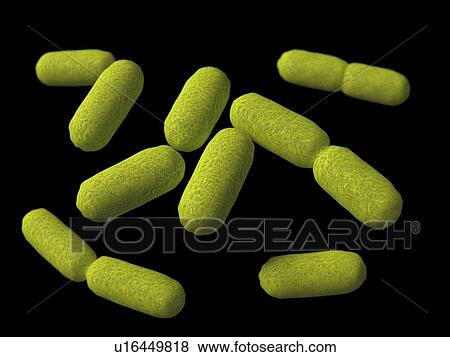 Haemophilus, artwork View Large Illustration Stock Illustration - Haemophilus, artwork. Fotosearch