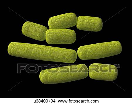 Stock Illustration - Haemophilus, artwork. Fotosearch